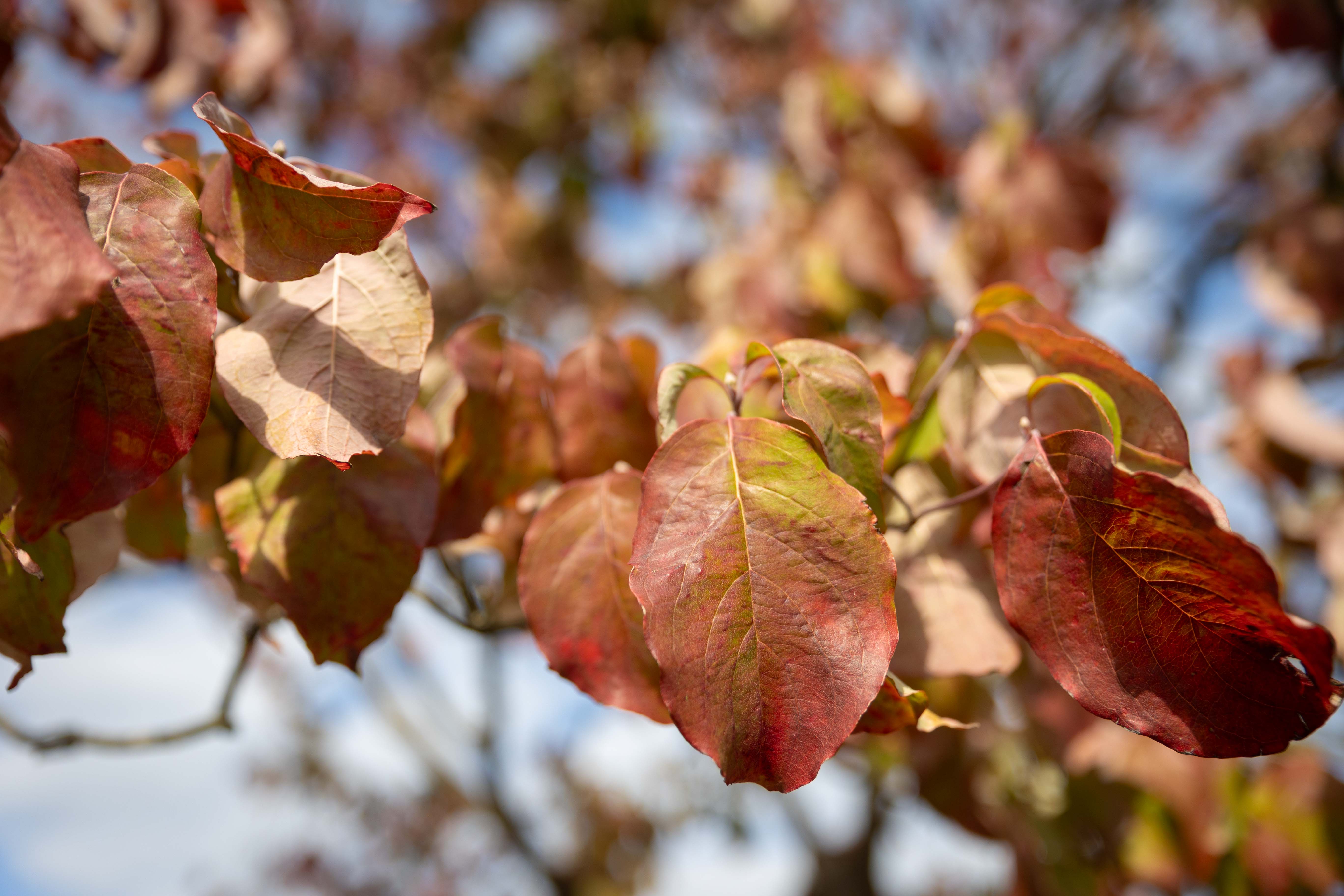Cornus florida Unikat